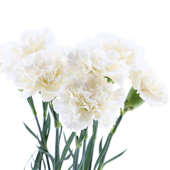 UBL Carnation Bunch 8HD White 38cm Flowers