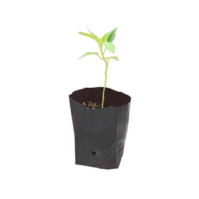 Chilly (Navel) Seedling