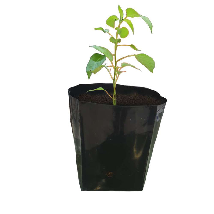 Chilly (Little Claw) Seedling