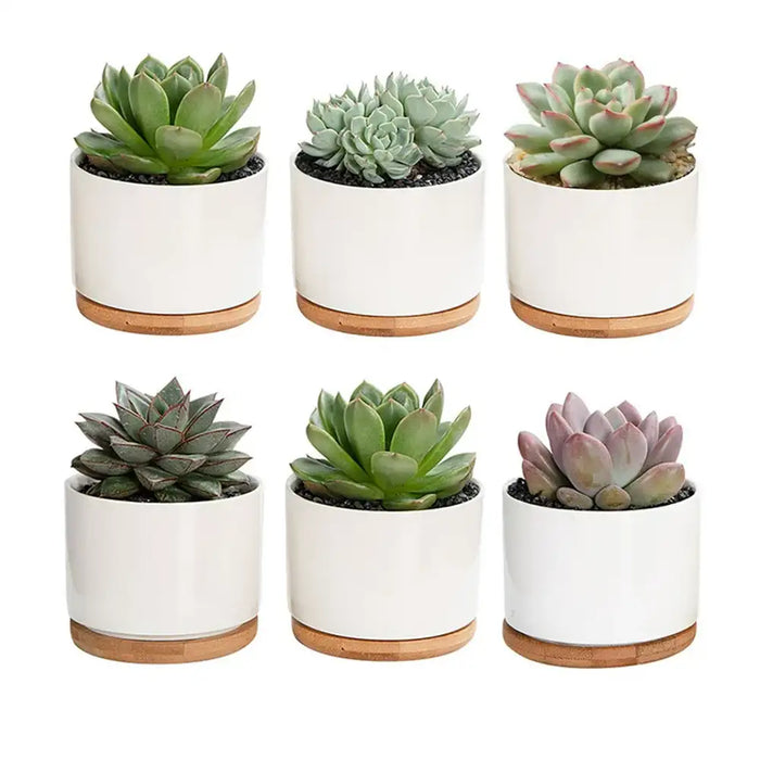 UBL Artificial Dѓcor Plant 12 x 11.5cm Assorted